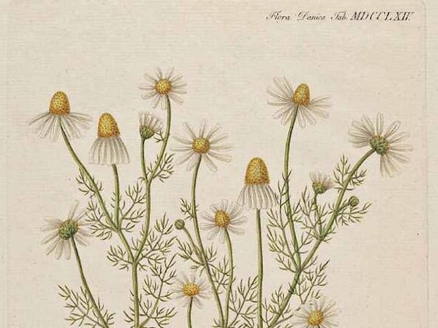 chamomile image from public domain herbal